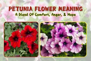 Petunia Flower Meaning: A Blend Of Comfort, Anger, & Hope