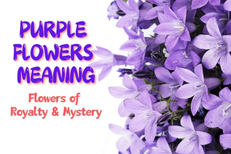 Purple Flowers Meaning: Flowers of Royalty & Mystery