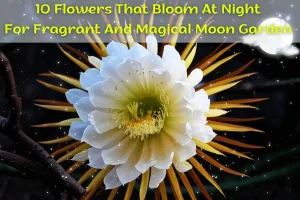 10 flowers that bloom at night for your fragrant and magical moon garden