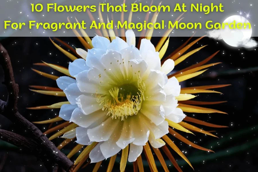  10 flowers that bloom at night for your fragrant and magical moon garden
