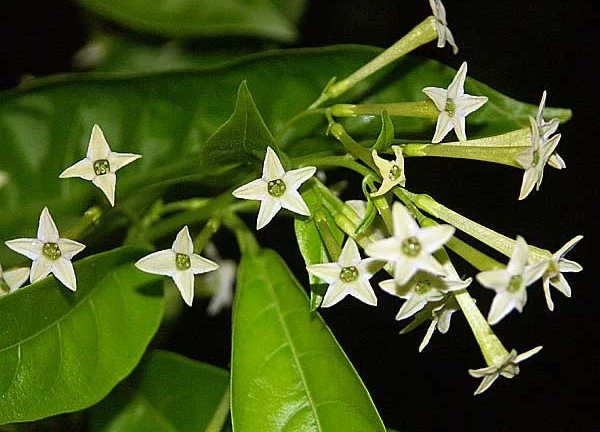 Night blooming jasmine releases an lovely scent in the air