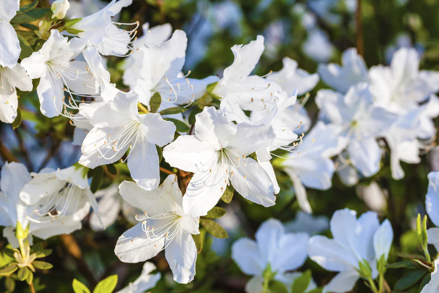 White azaleas symbolize purity, innocence, and spirituality