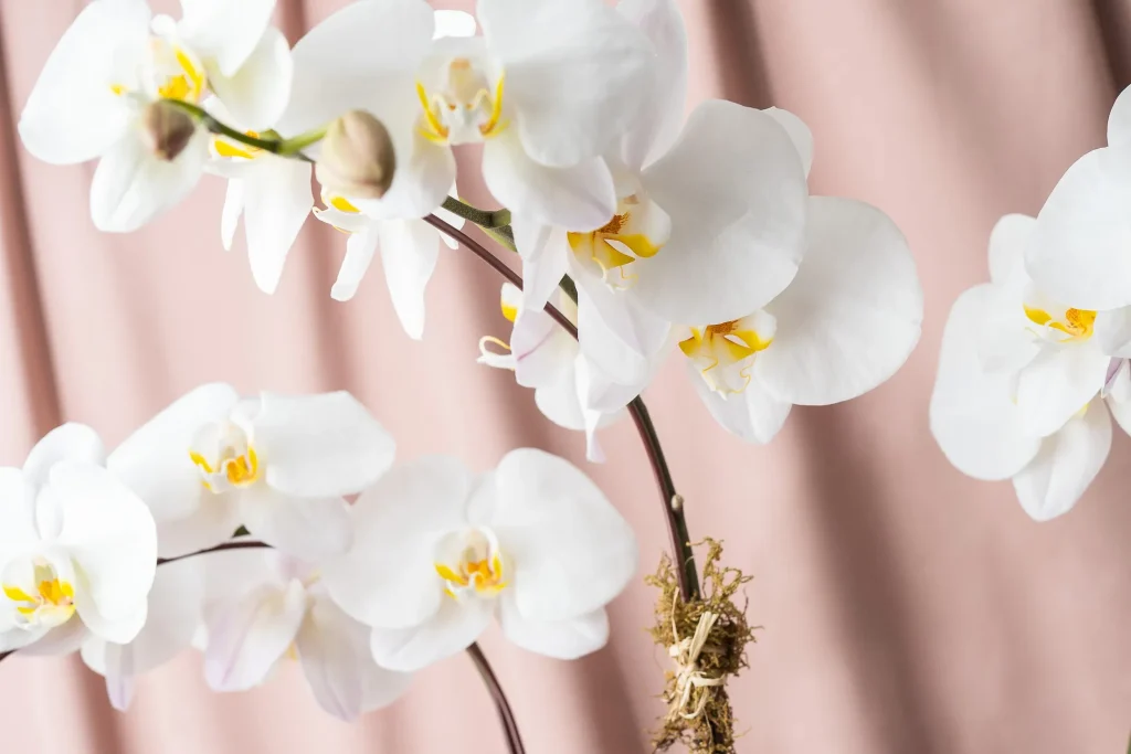 White orchids symbolize purity and sincerity
