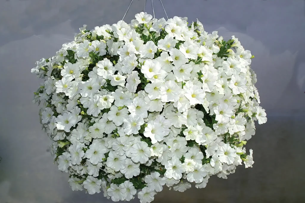 Petunias are not used in culinary practices