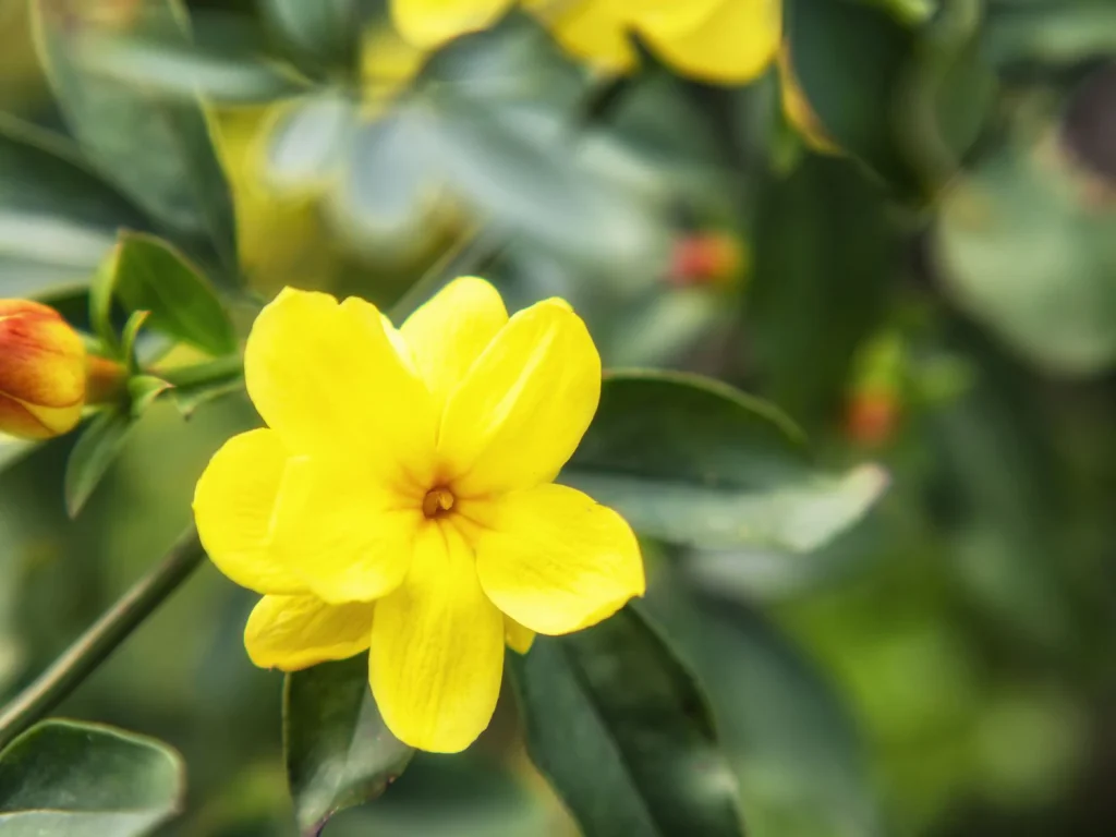 Yellow jasmine symbolizes friendship and positive energy