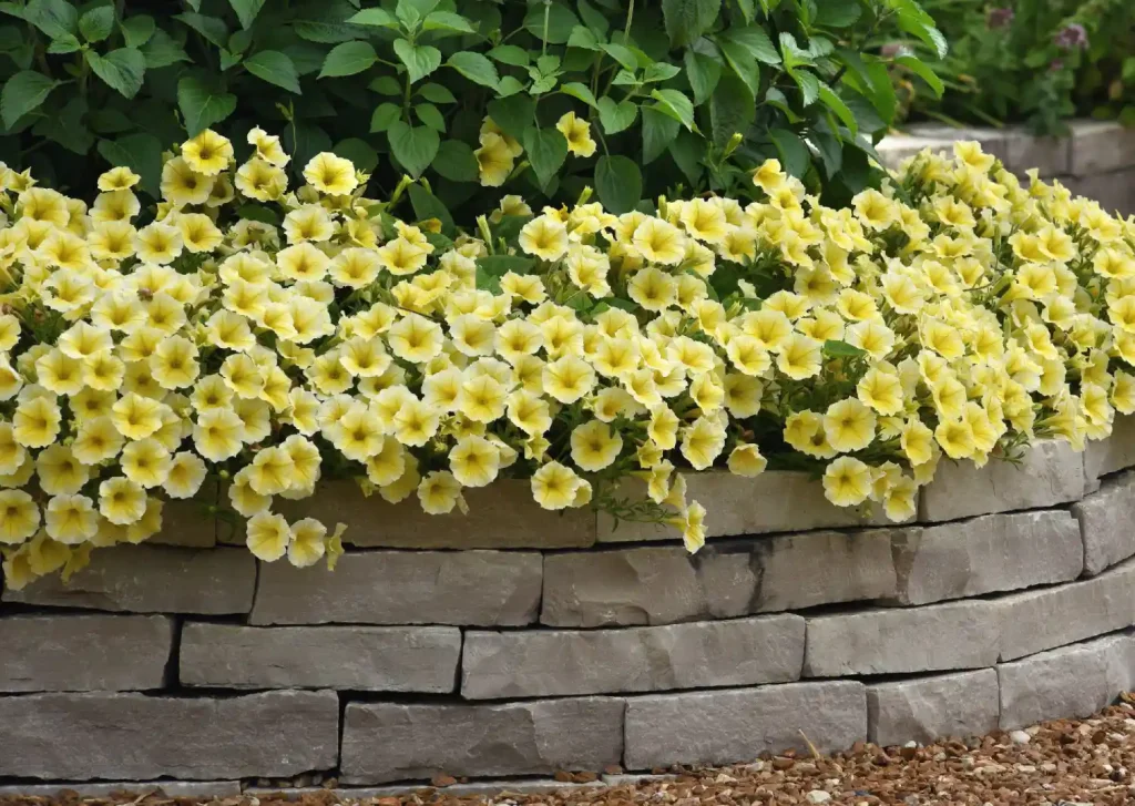 Petunia flower comes in many colors