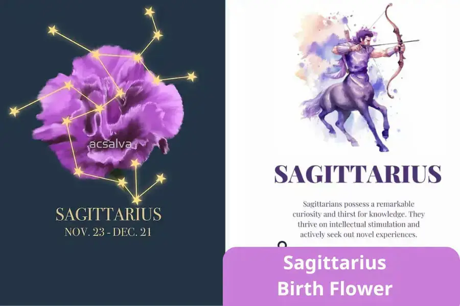 Sagittarius Birth Flower