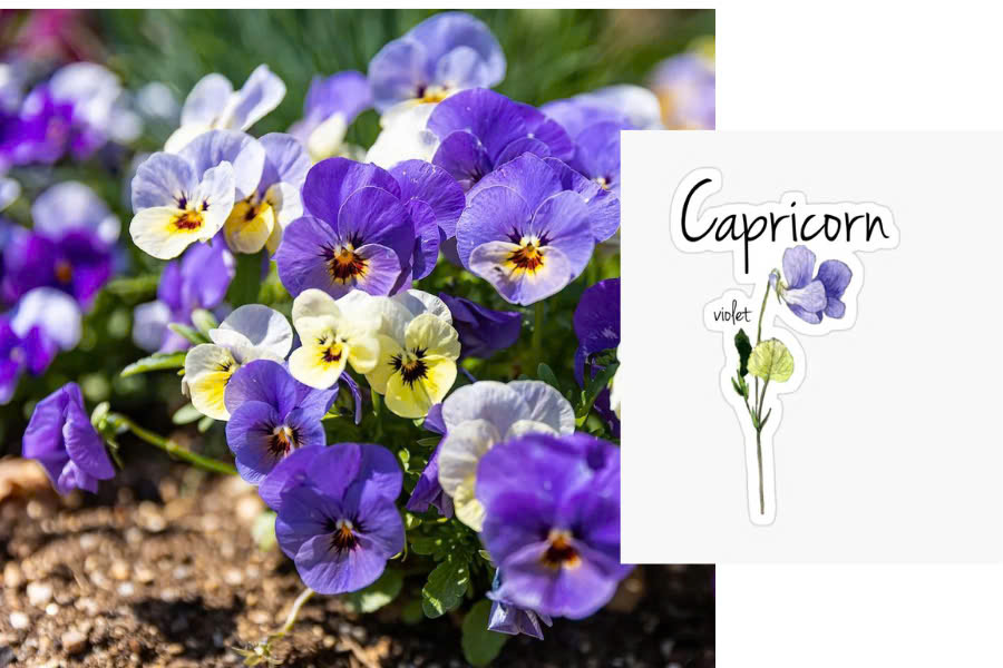 The pansy is the flower that represents Capricorn