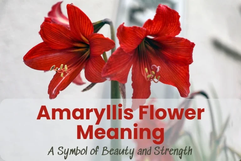 Amaryllis Flower Meaning: A Symbol of Beauty and Strength