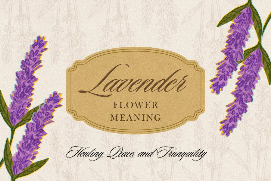 11 Lavender Flower Meaning Healing, Peace, and Tranquility