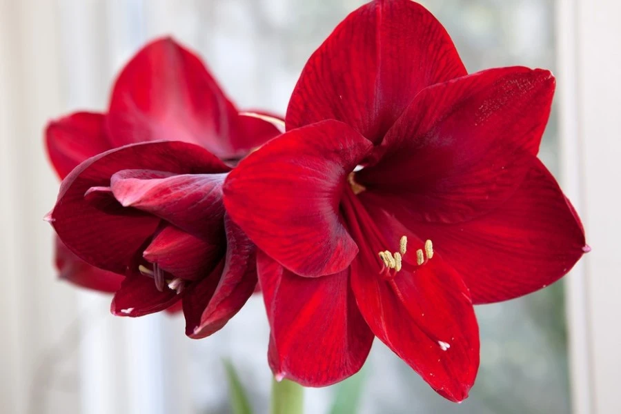 The History of the Amaryllis