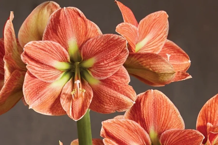 Amaryllis Flower Meaning