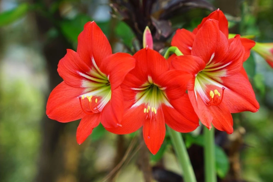 The Different Amaryllis Colors Meaning