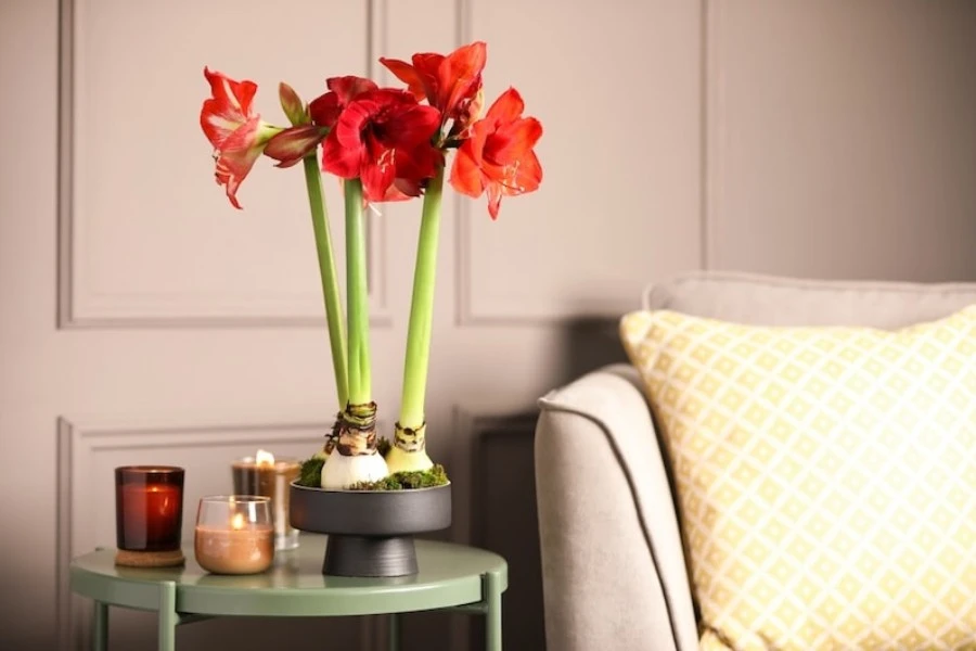 How to Care for Your Amaryllis