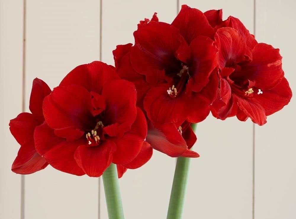 Amaryllis symbolizes elegance and beauty