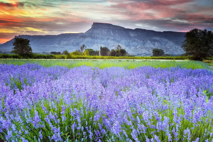 Another famous spiritual meanings of lavender is healing