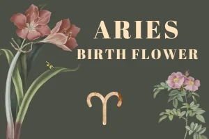 Aries Birth Flower: A Symbol of Strength and Passion