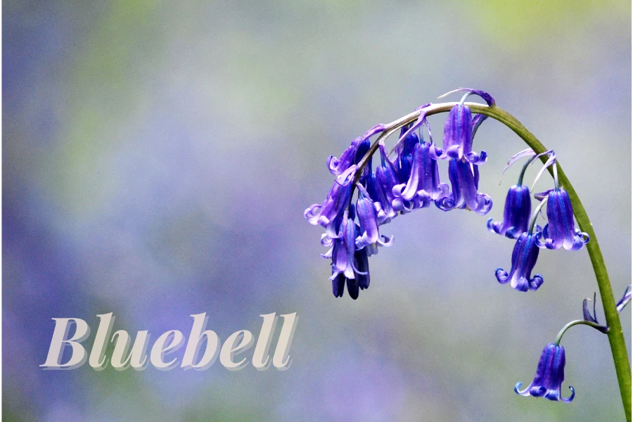 Bluebell