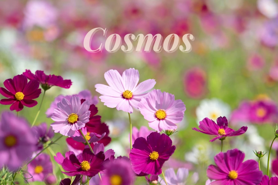 Cosmos