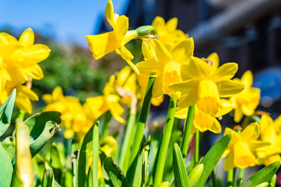 Daffodils are symbolized for new beginning, inner strength, and resilience