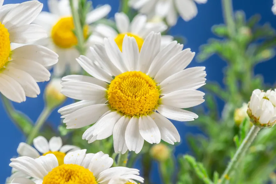 Daisies are famous for simplicity, innocence, and cheerfulness