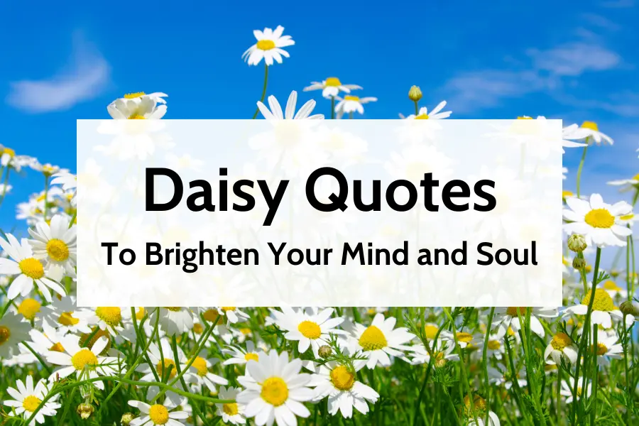 Daisy Quotes to Brighten Your Mind and Soul