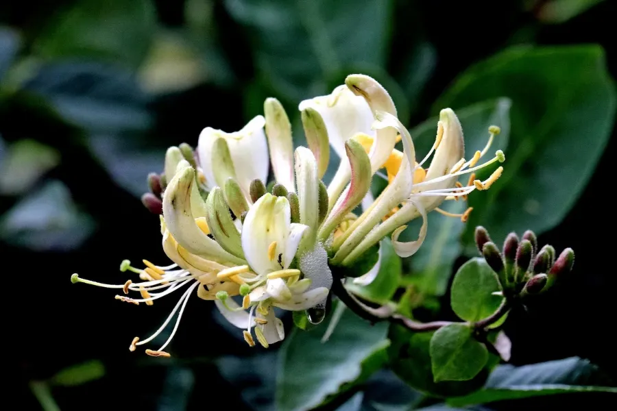 Honeysuckle represents love, devotion, and happiness