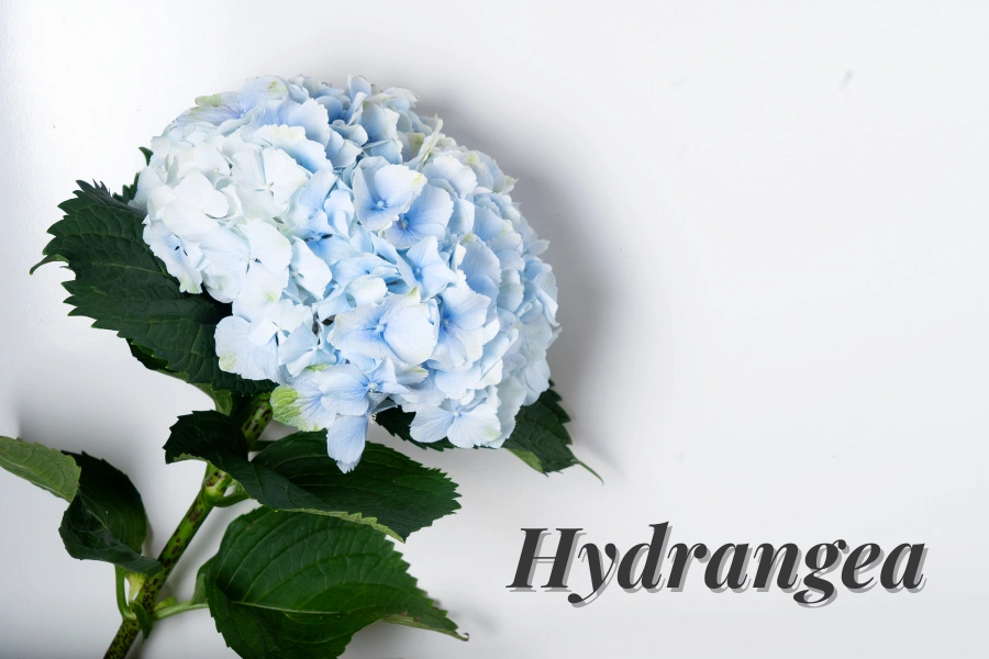 Hydrangea