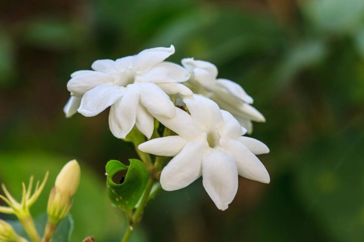 Jasmine symbolize pure beauty 