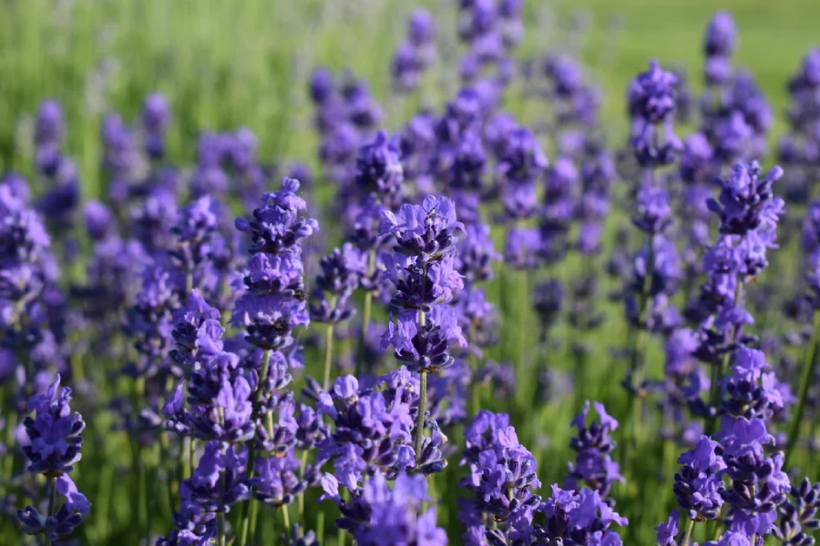 Lavender Flower History