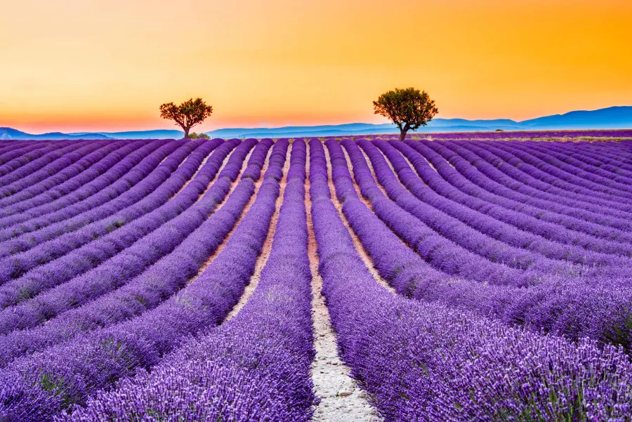 Lavender Flower Meaning in Mythology and Folklore