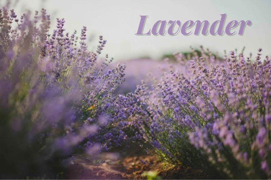 Lavender