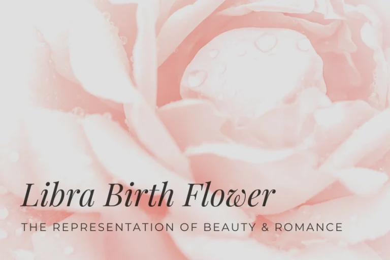 Libra Birth Flower The Representation Of Beauty & Romance