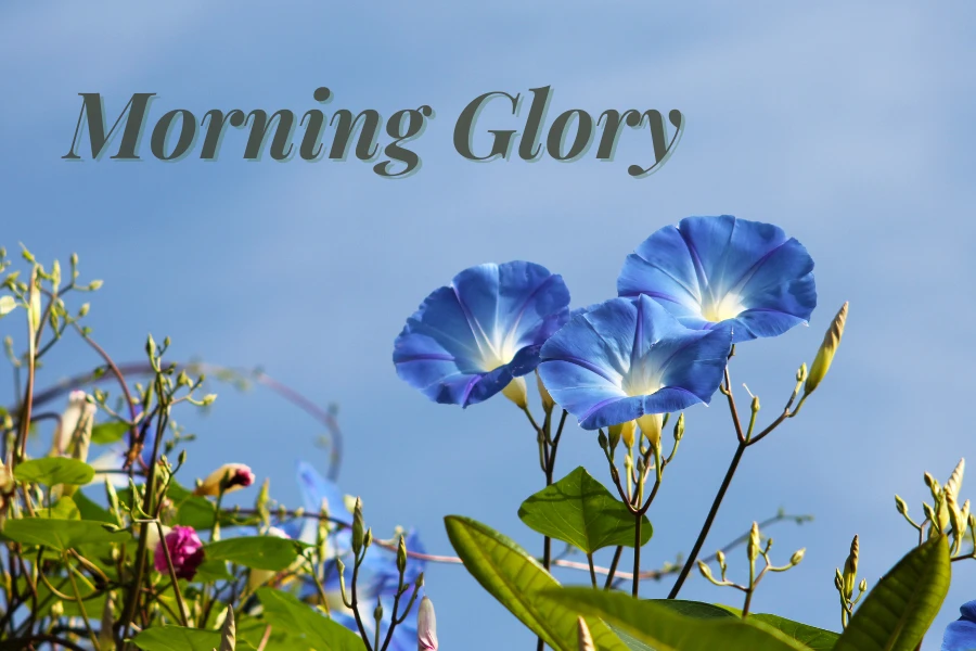 Morning Glory