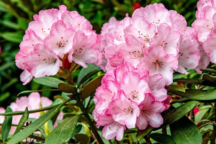 Rhododendrons are seen as symbols of love, sincere beauty and more