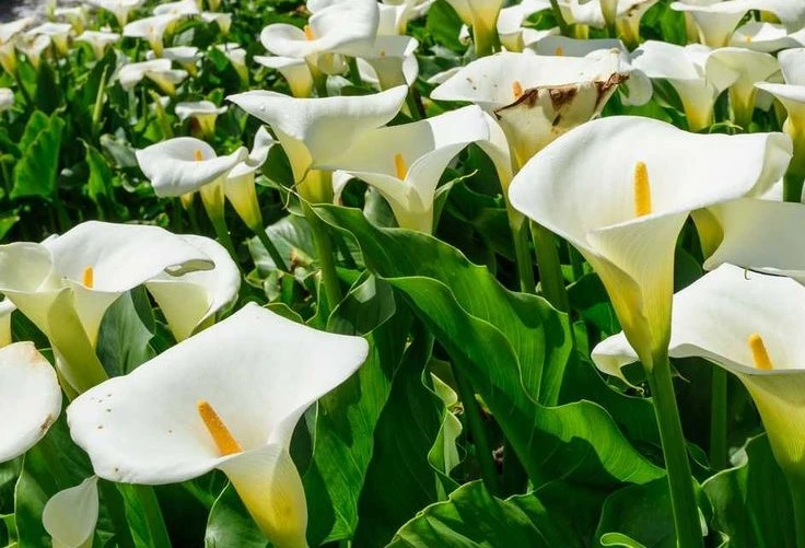 The Calla lily symbolizes an purity and innocence beauty