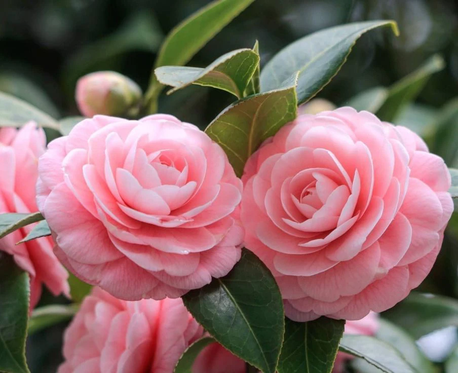 The beauty of Camellia is both graceful and captivating 