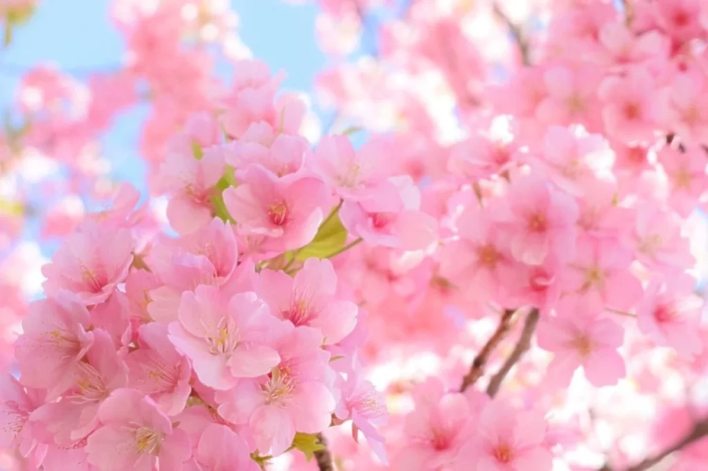 The soft pink cherry blossoms symbolize feminine beauty, gentleness