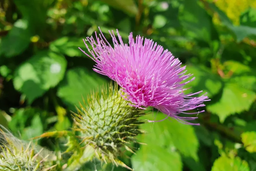 Thistle holds protection and bravery