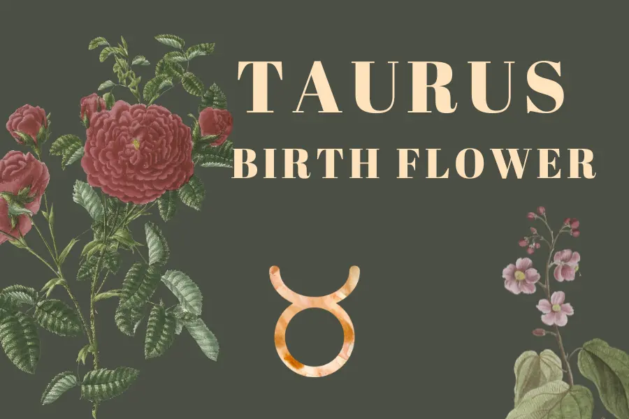 Taurus Birth Flower: A Bloom of Grace and Stability