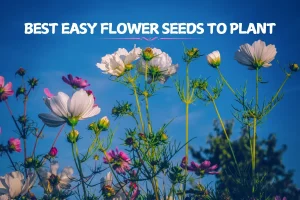 9 Best Easy Flower Seeds To Plant For A Gorgeous Garden