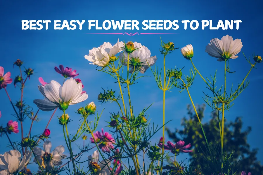 9 Best Easy Flower Seeds To Plant For A Gorgeous Garden