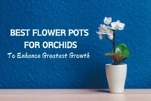 9 Best Flower Pots For Orchids To Enhance Greatest Growth