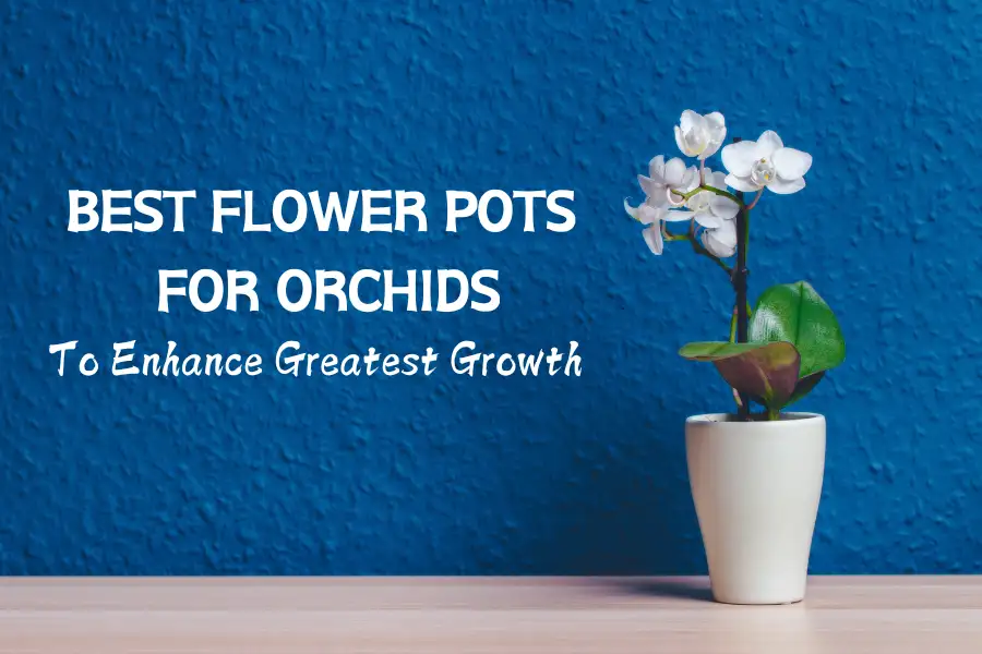 9 Best Flower Pots For Orchids To Enhance Greatest Growth