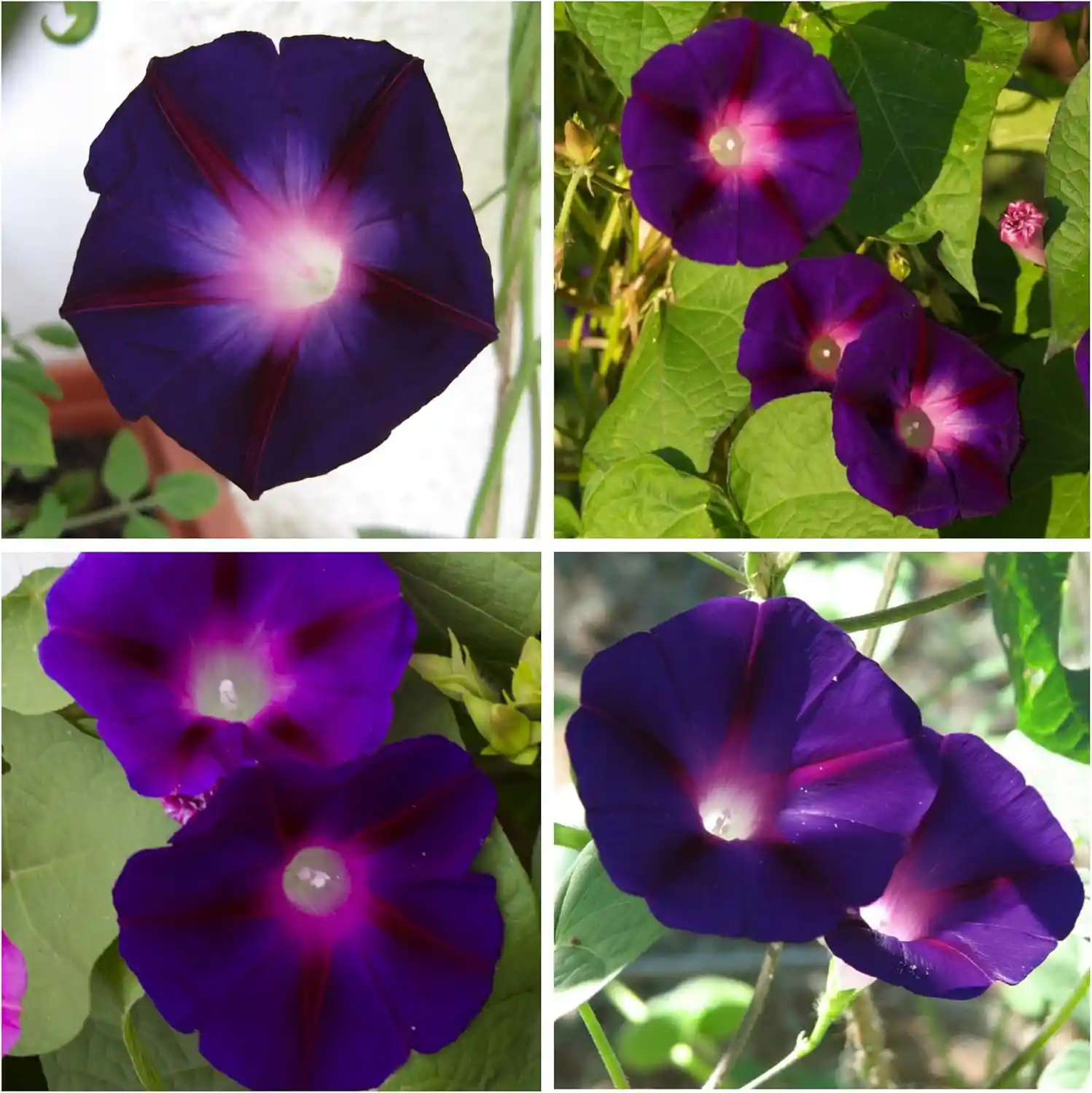 Black Kniolas Morning Glory Seeds