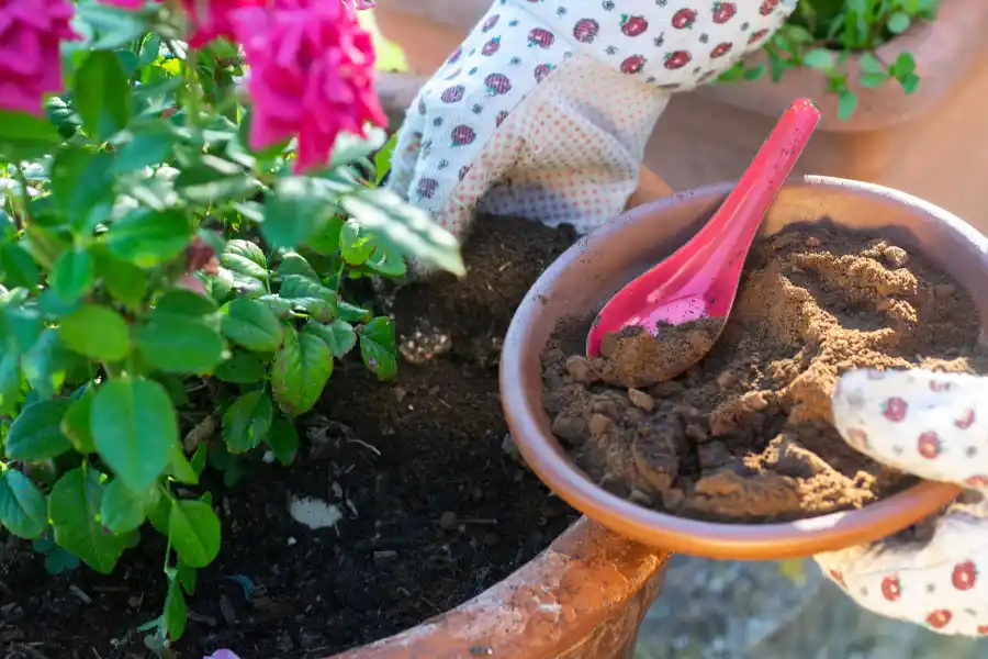 Coffee grounds are an excellent organic fertilizer for your roses