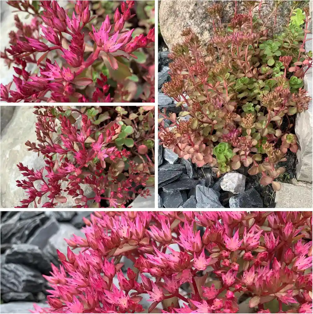 Dragon's Blood Sedum Seeds