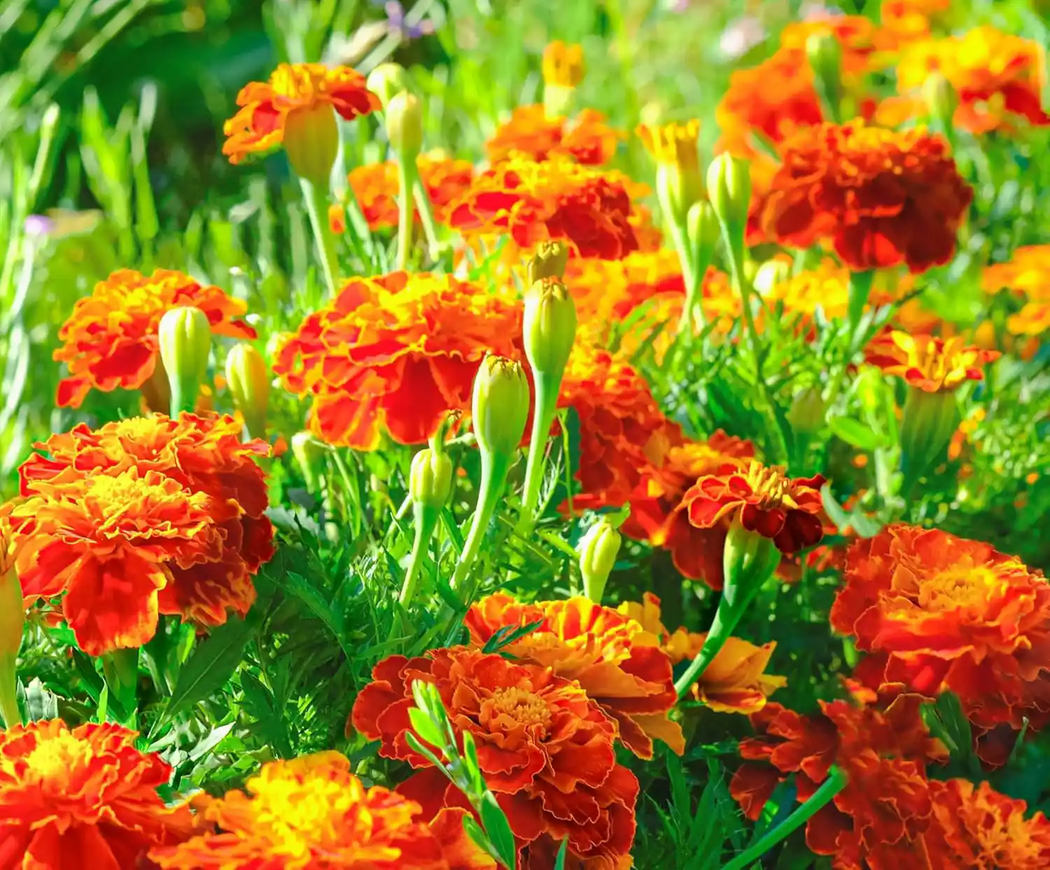 French Marigold Seeds