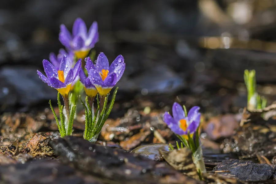 Growing flowers from seed is joyful and rewarding