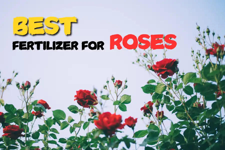 Guide to the Best Fertilizer for Roses: Tips & Recommendations